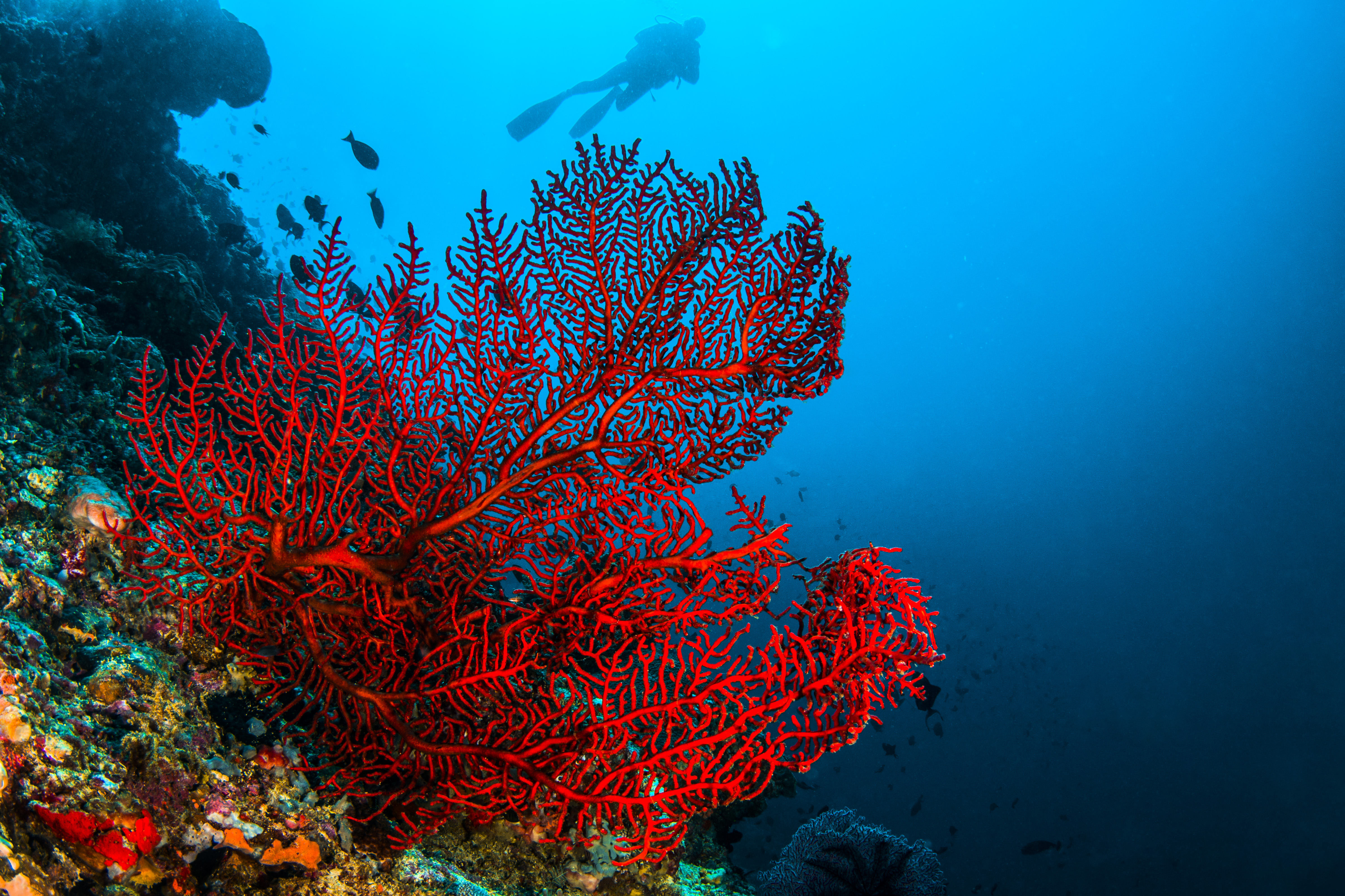 Как образуются коралловые рифы